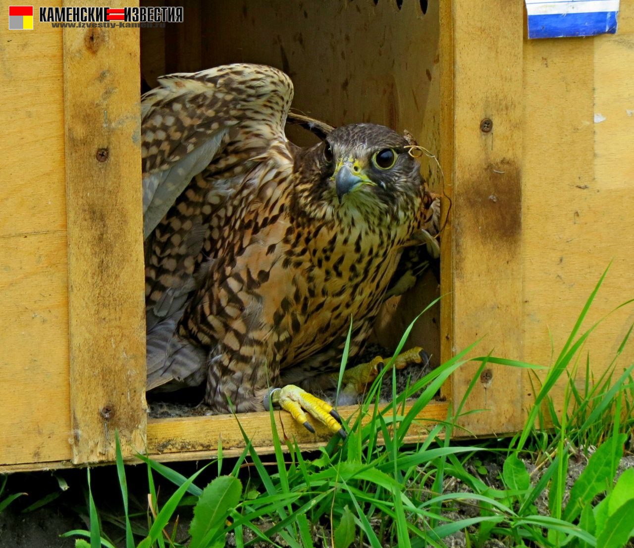 сокол-балобан
