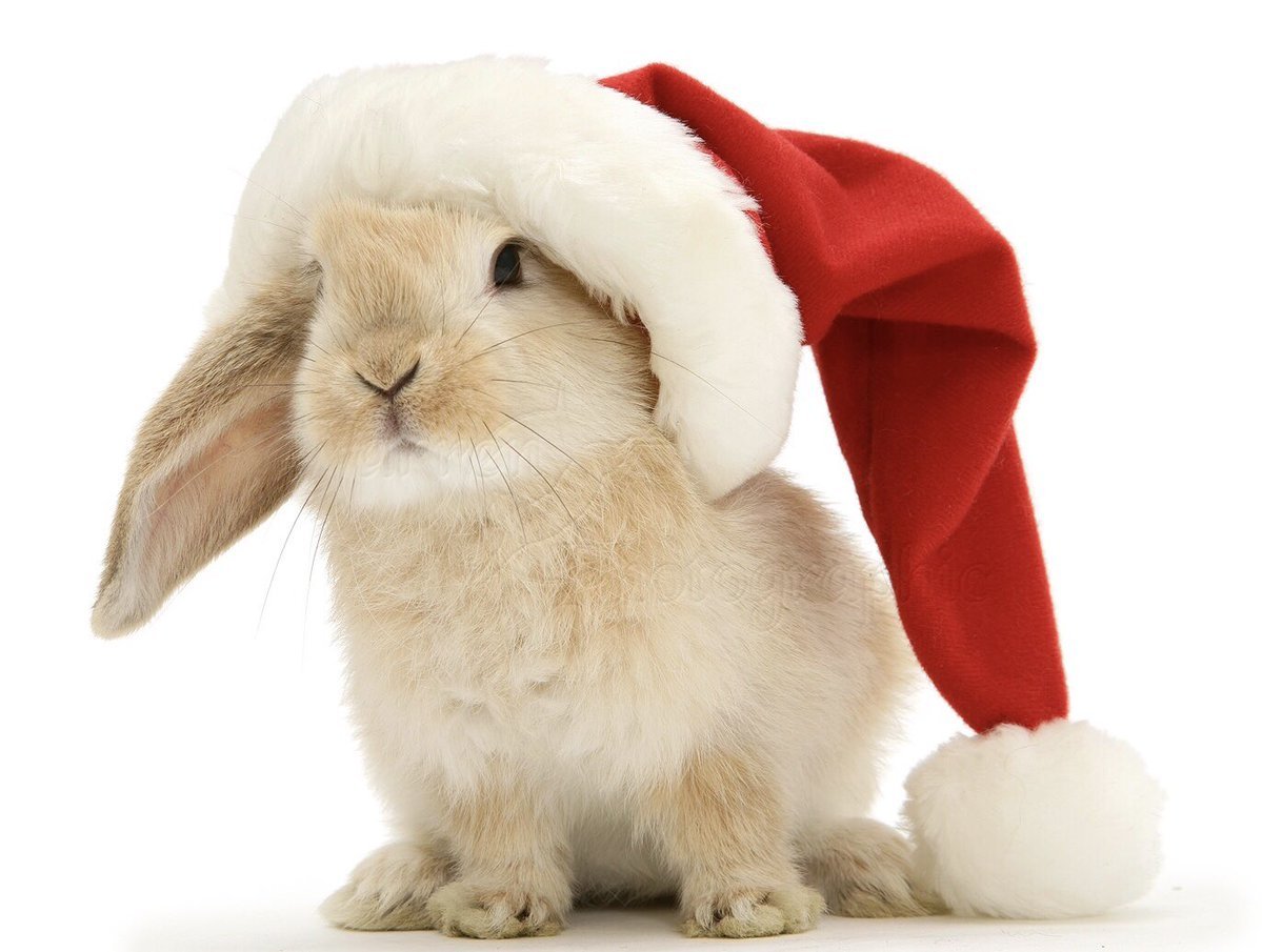 год кролика