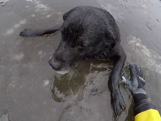 тонущая собака