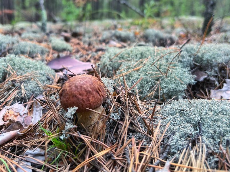 корниловский бор