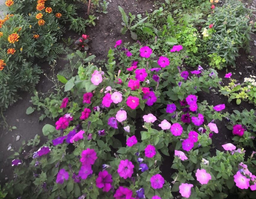 В нашем дворике счастье живет