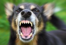 Администрация Каменского района заплатит 50 тысяч рублей за нападение бродячей собаки на ребенка