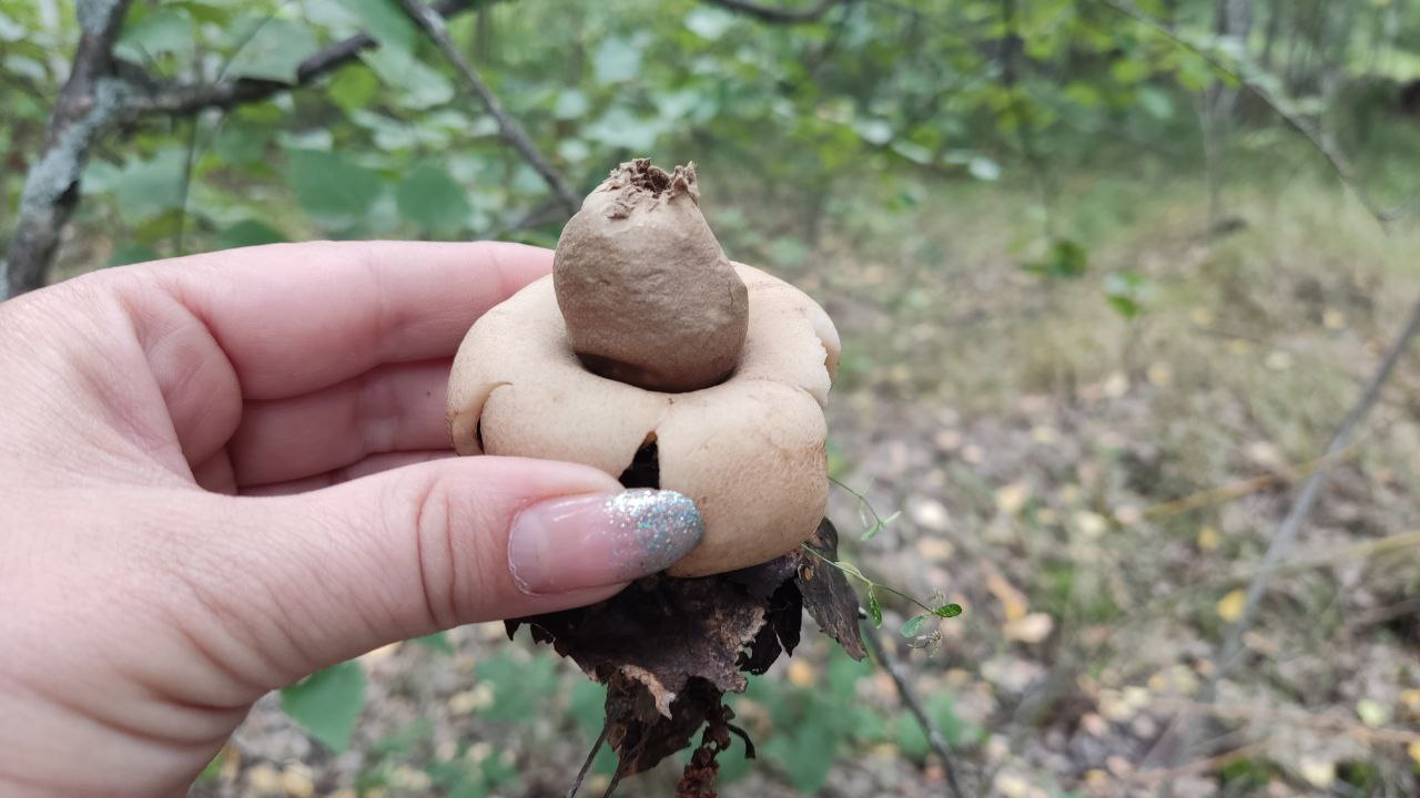 редкие грибы