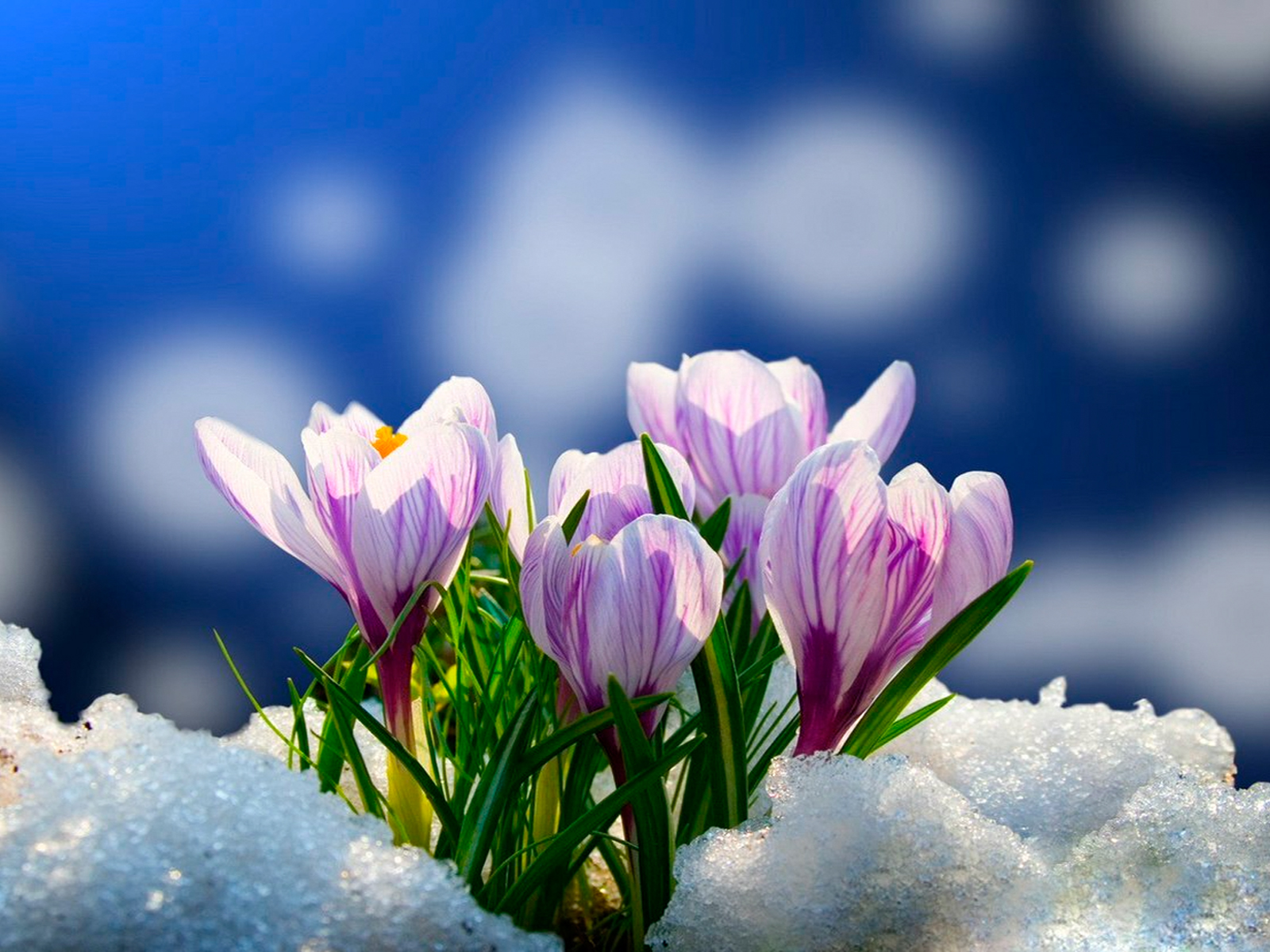 wallup.netbiblioteka-6-imeni-v-v-ve.timepad.ru