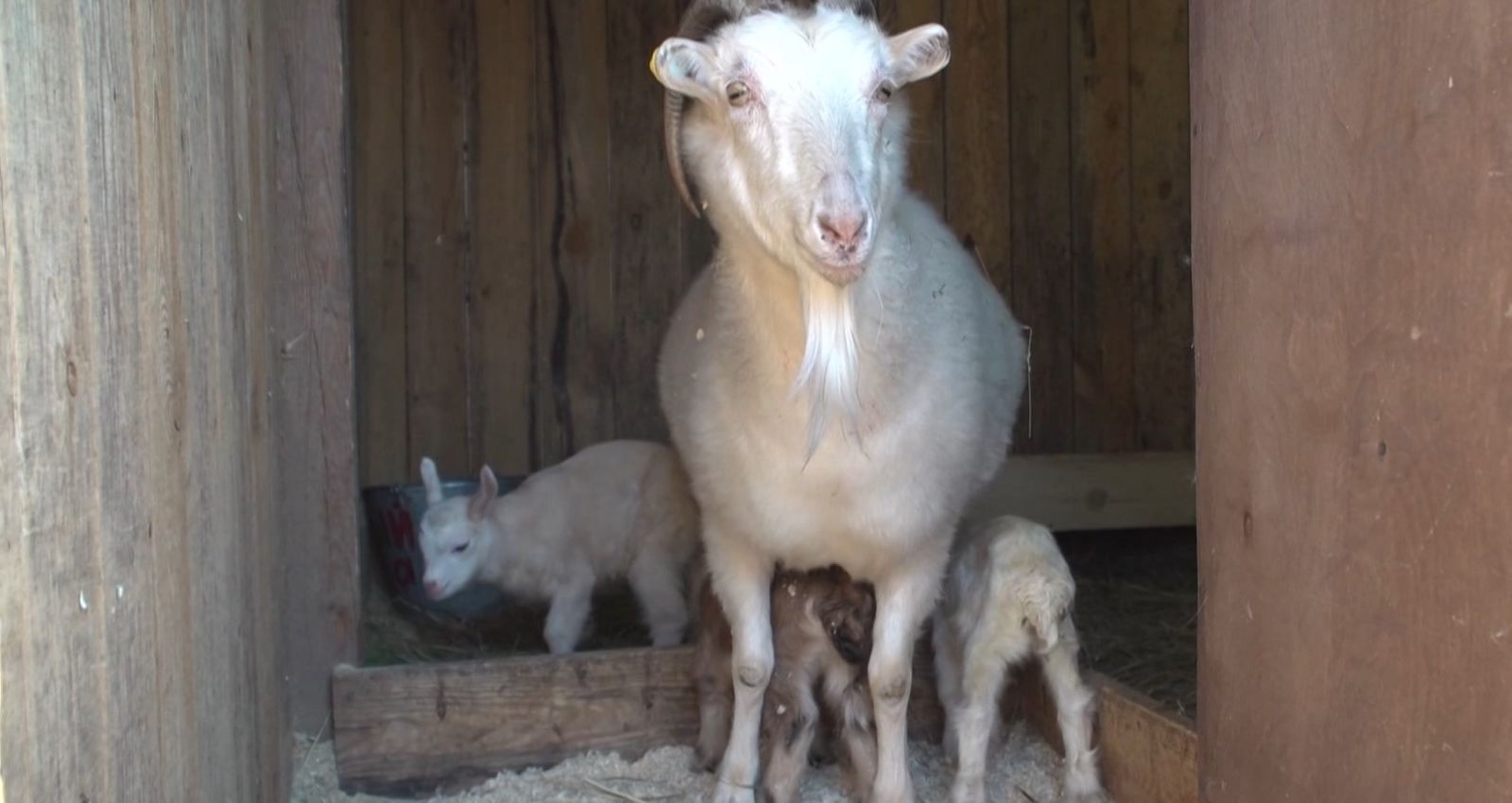 Источник фото: Катунь 24