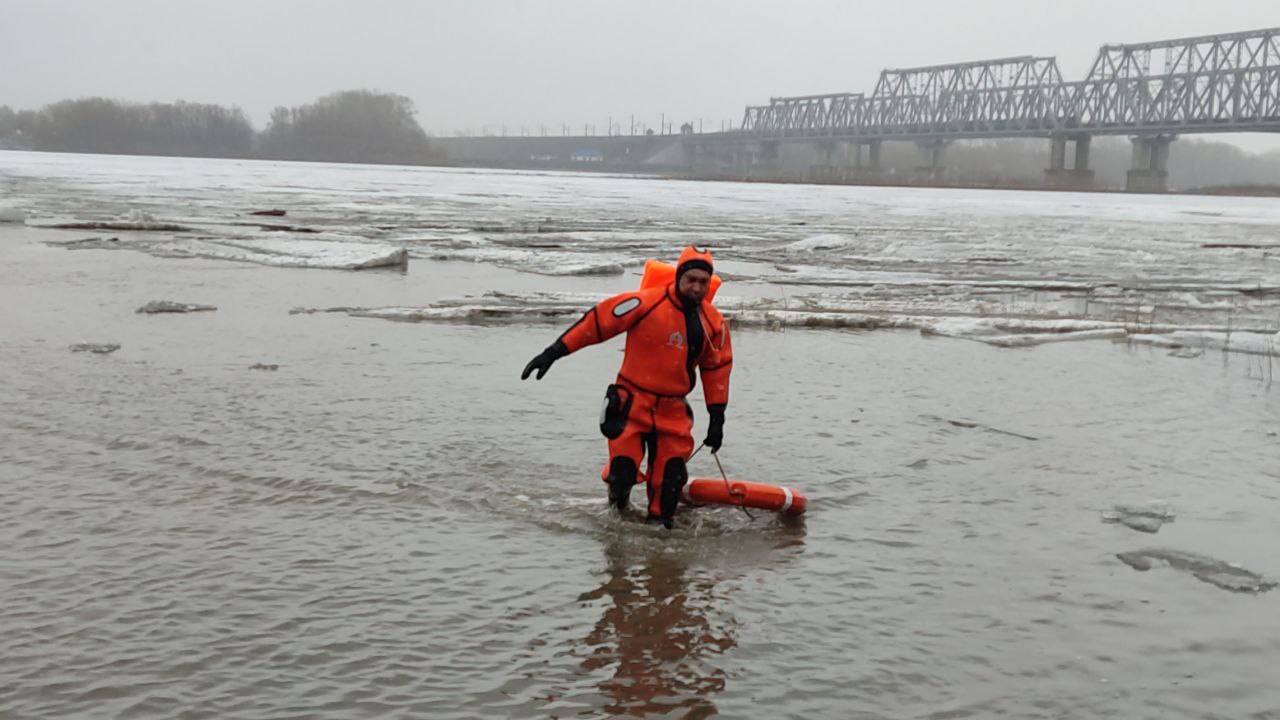 спасение собаки