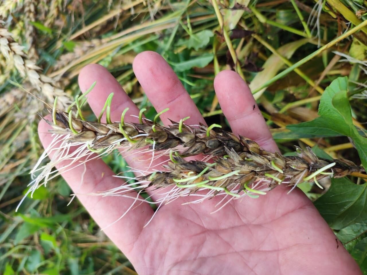 влажная пшеница