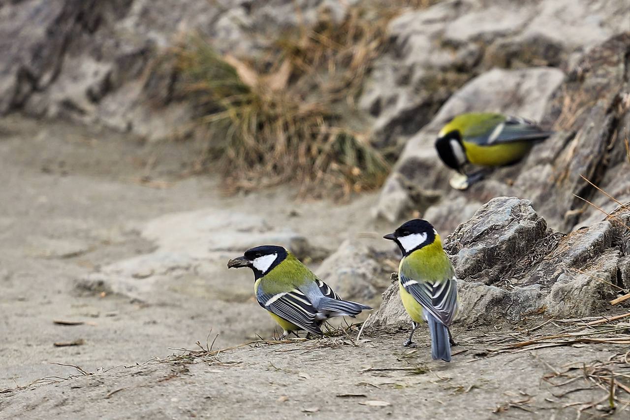 Камень-на-Оби