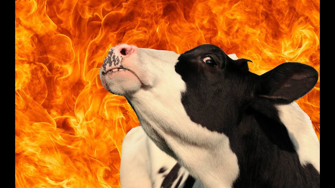 корова в огне