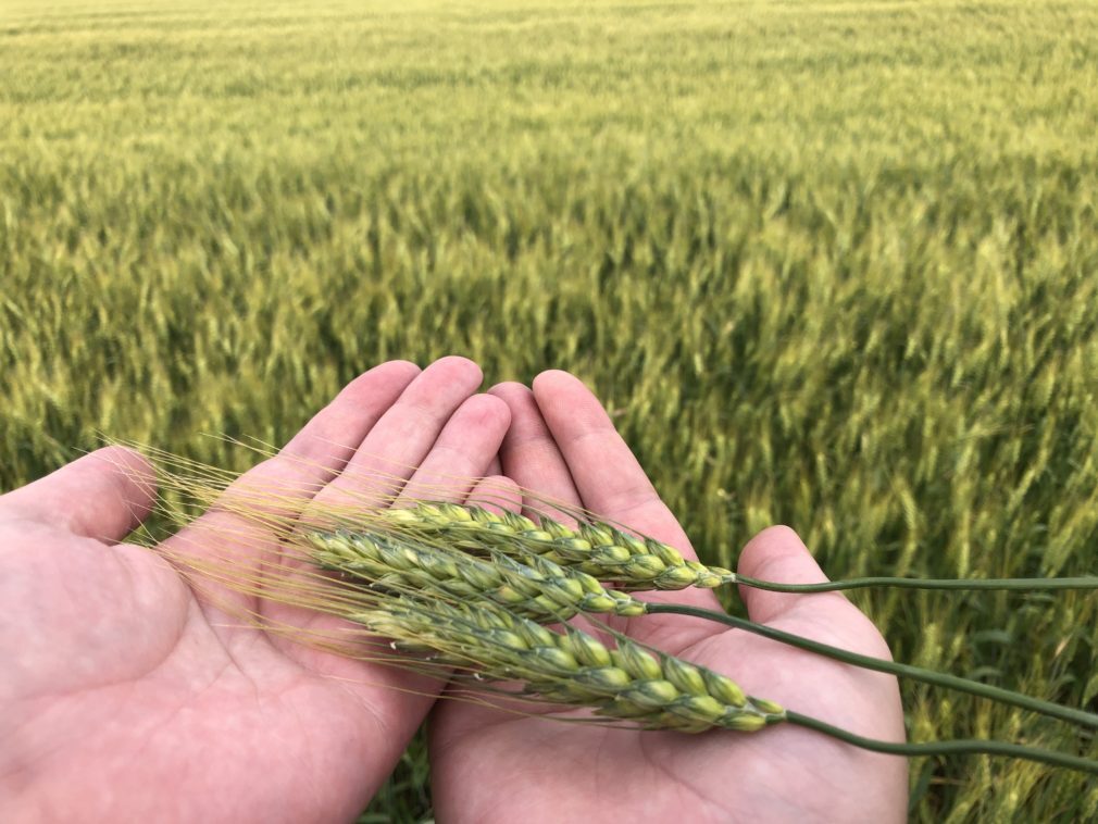 семена пшеницы