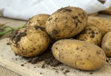 Правильное хранение картофеля — в газетах