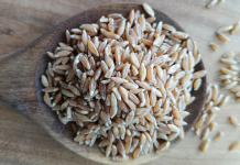 Предок пшеницы: о пользе и исследованиях полбы