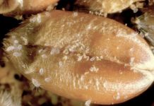 Угроза мучного клеща в аграрной сфере и на кухне