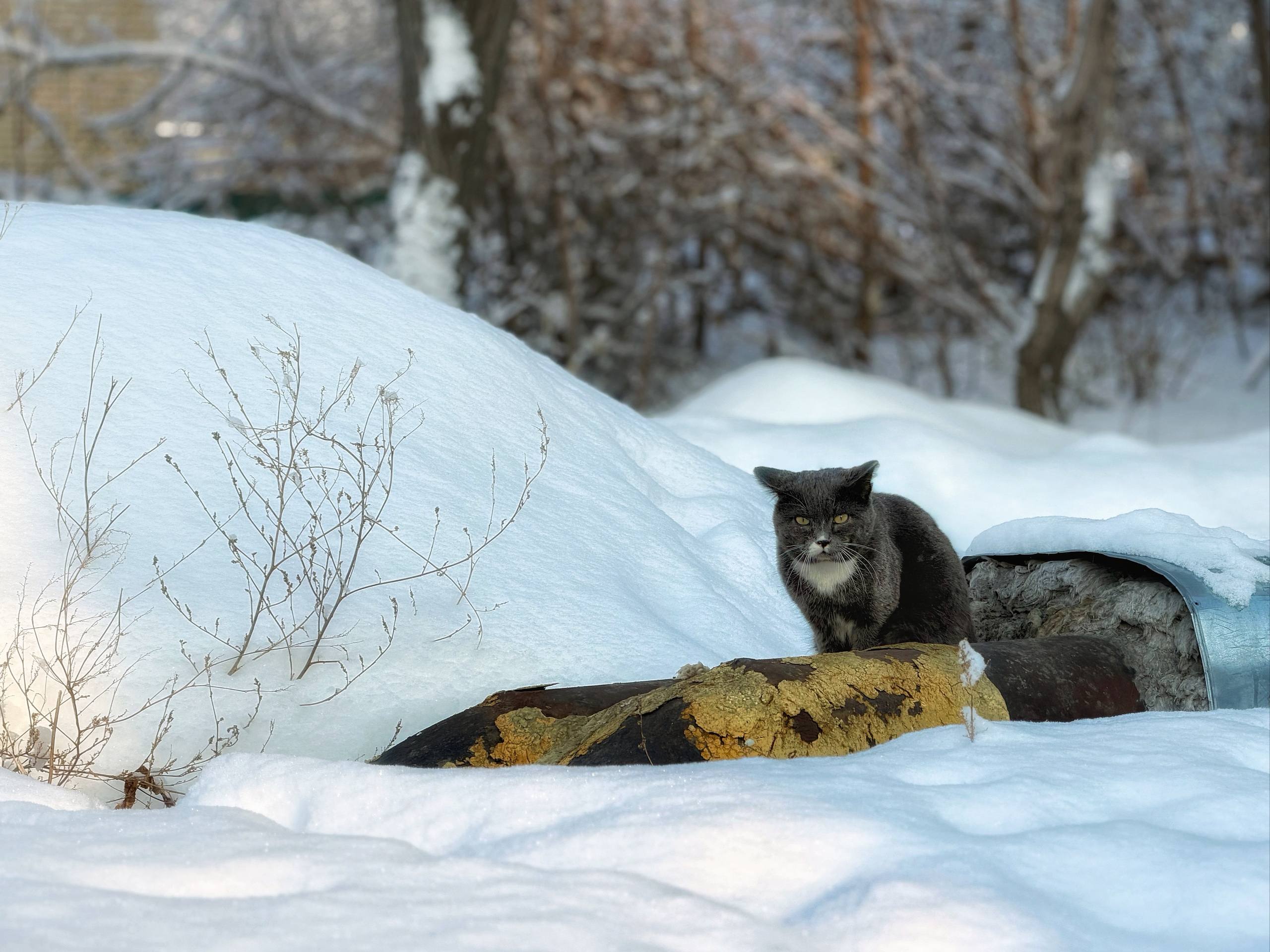 Камень-на-Оби. Зима