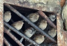 Не навреди: как кормить птиц зимой – советы от специалистов ЦОК АПК