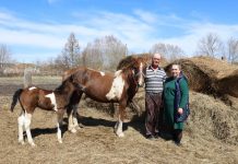 В Каменском районе с помощью соцконтракта семейная пара развивает домашнее хозяйство. Вести Алтай