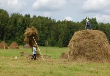 Воспоминания о покосе и заготовке сена жительницы Каменского района Людмилы Павловой
