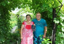 В саду сибирского виноградаря из Камня-на-Оби растет почти 70 сортов винного и «невинного» винограда