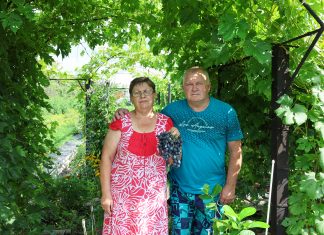В саду сибирского виноградаря из Камня-на-Оби растет почти 70 сортов винного и «невинного» винограда