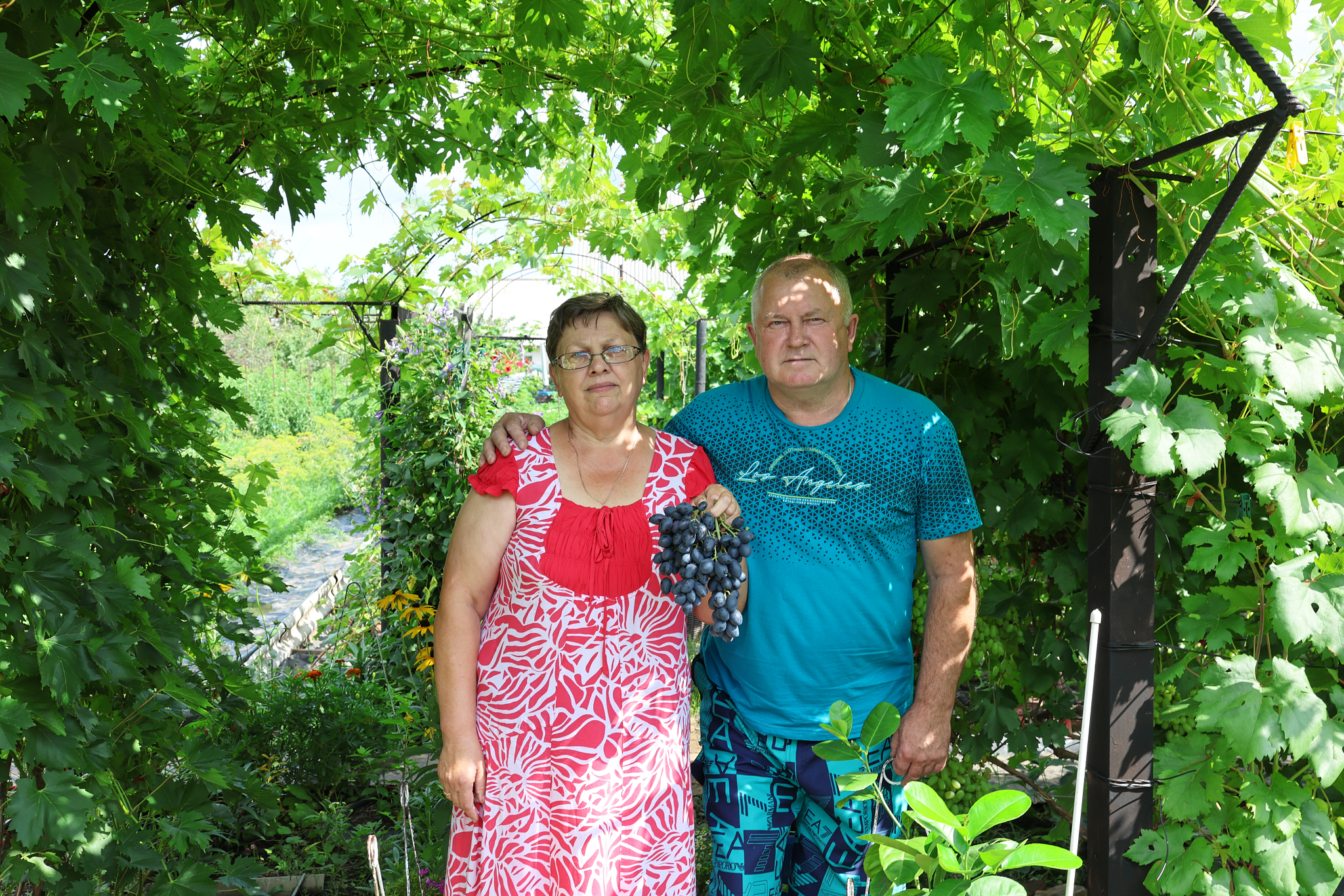 виноградник Мылтысовых